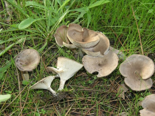 Clitocybe....???